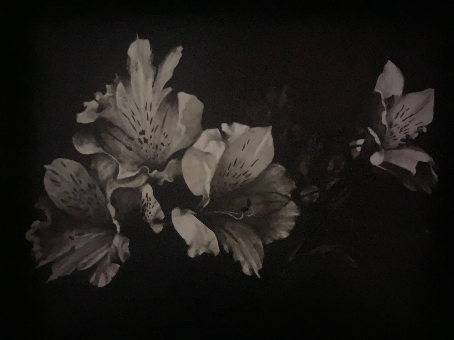 Pale spotted alstroemeria flowers emerging from a black ground